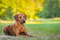Rhodéský Ridgeback - štěňata s PP, odběr koncem listopadu