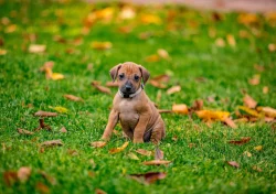 Rhodéský Ridgeback - VOLNÁ fenka a pejsek s PP, ihned k odběru