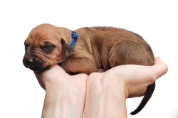 Rhodéský Ridgeback - štěňata s PP, odběr koncem listopadu