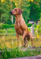 Rhodéský Ridgeback - štěňata s PP, odběr koncem listopadu
