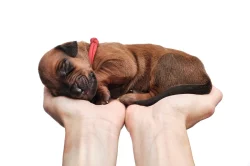 Rhodéský Ridgeback - štěňata s PP, odběr koncem listopadu