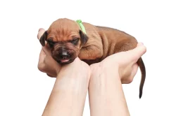 Rhodéský Ridgeback - štěňata s PP, odběr koncem listopadu