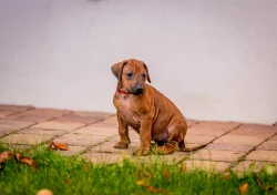 Rhodéský Ridgeback - štěňata s PP, odběr koncem listopadu