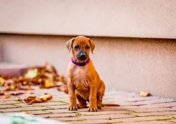 Rhodéský Ridgeback - štěňata s PP, odběr koncem listopadu