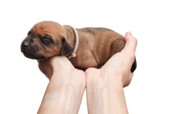 Rhodéský Ridgeback - štěňata s PP, odběr koncem listopadu