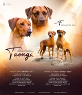 Rhodéský Ridgeback - štěňata s PP, odběr koncem listopadu