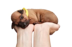 Rhodéský Ridgeback - štěňata s PP, odběr koncem listopadu