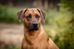 Rhodéský Ridgeback - štěňata s PP, odběr koncem listopadu