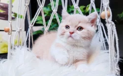 Kocourci k rezervaci