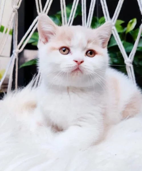 Kocourci k rezervaci