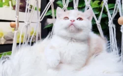 Kocourci k rezervaci