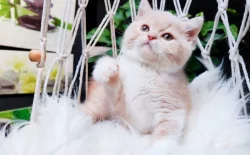 Kocourci k rezervaci