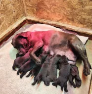 Nabídka štěňat labradora