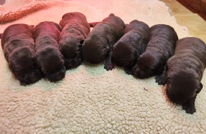 Nabídka štěňat labradora