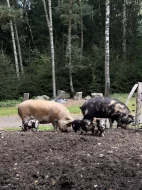 Prasátka Kunekune
