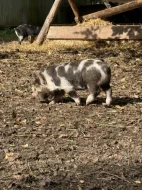 Prasátka Kunekune