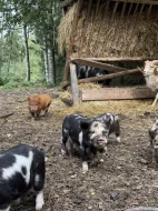 Prasátka Kunekune