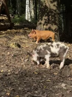 Prasátka Kunekune