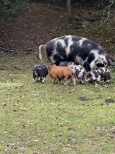 Prasátka Kunekune