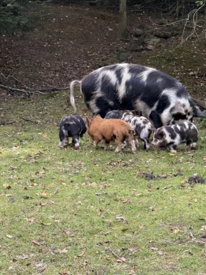 Prasátka Kunekune
