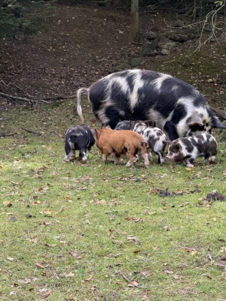 Prasátka Kunekune