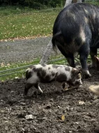 Prasátka Kunekune