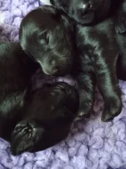 Flat Coated Retriever s PP