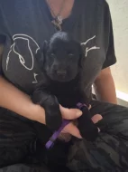 Flat Coated Retriever s PP