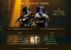 Flat Coated Retriever s PP