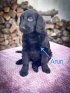 Flat Coated Retriever s PP