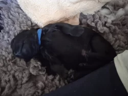 Flat Coated Retriever s PP