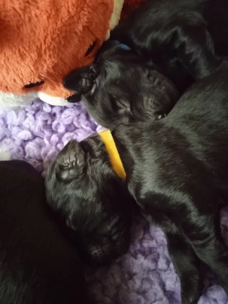 Flat Coated Retriever s PP