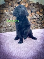 Flat Coated Retriever s PP