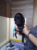 Flat Coated Retriever s PP