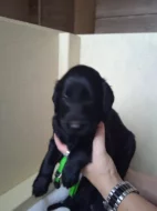 Flat Coated Retriever s PP