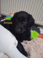 Flat Coated Retriever s PP