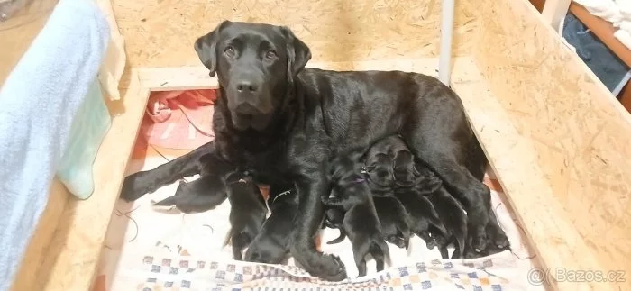 Labradorsky retriver s PP-šteňata