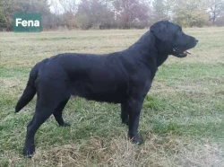 Labradorsky retriver s PP-šteňata
