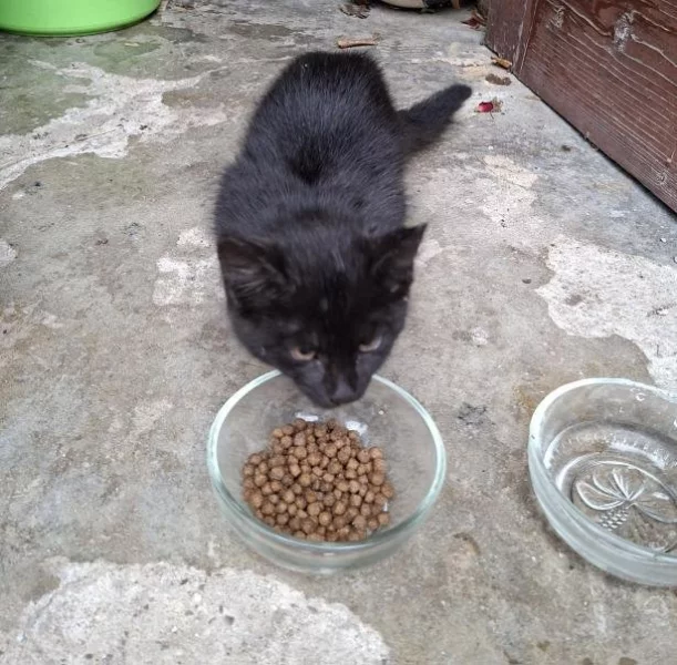 Černé koťátko - zdarma, stáří: ca. 2 měsíce