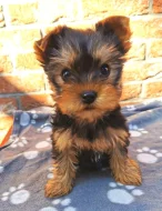 Jorkšírský teriér štěňata s PP FCI