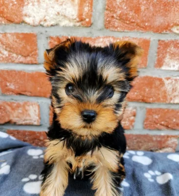 Jorkšírský teriér štěňata s PP FCI