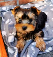 Jorkšírský teriér štěňata s PP FCI