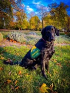 Flat Coated Retriever s PP - krásná štěňátka