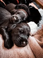 Flat Coated Retriever s PP - krásná štěňátka