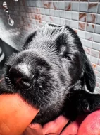 Flat Coated Retriever s PP - krásná štěňátka