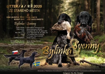 Flat Coated Retriever s PP - krásná štěňátka