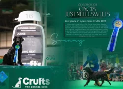 Flat Coated Retriever s PP - krásná štěňátka