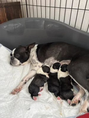 Bostonský teriér s PP