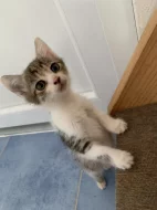 Daruji koťátko – holčičku