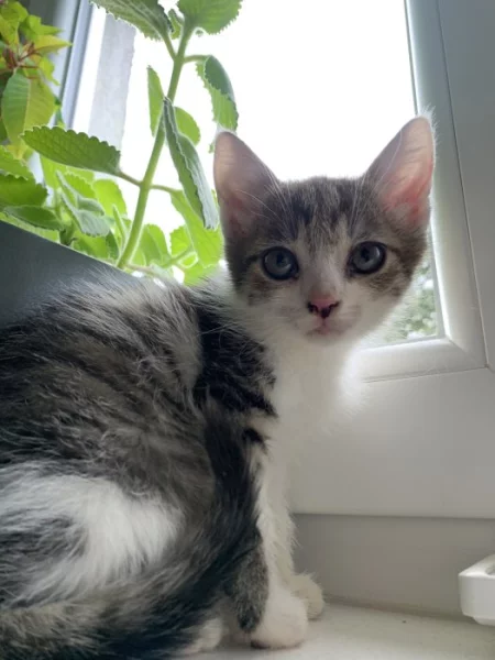 Daruji koťátko – holčičku